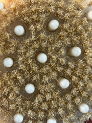 Round Dry Brush for Lymphatic drainage & Skin Exfoliation